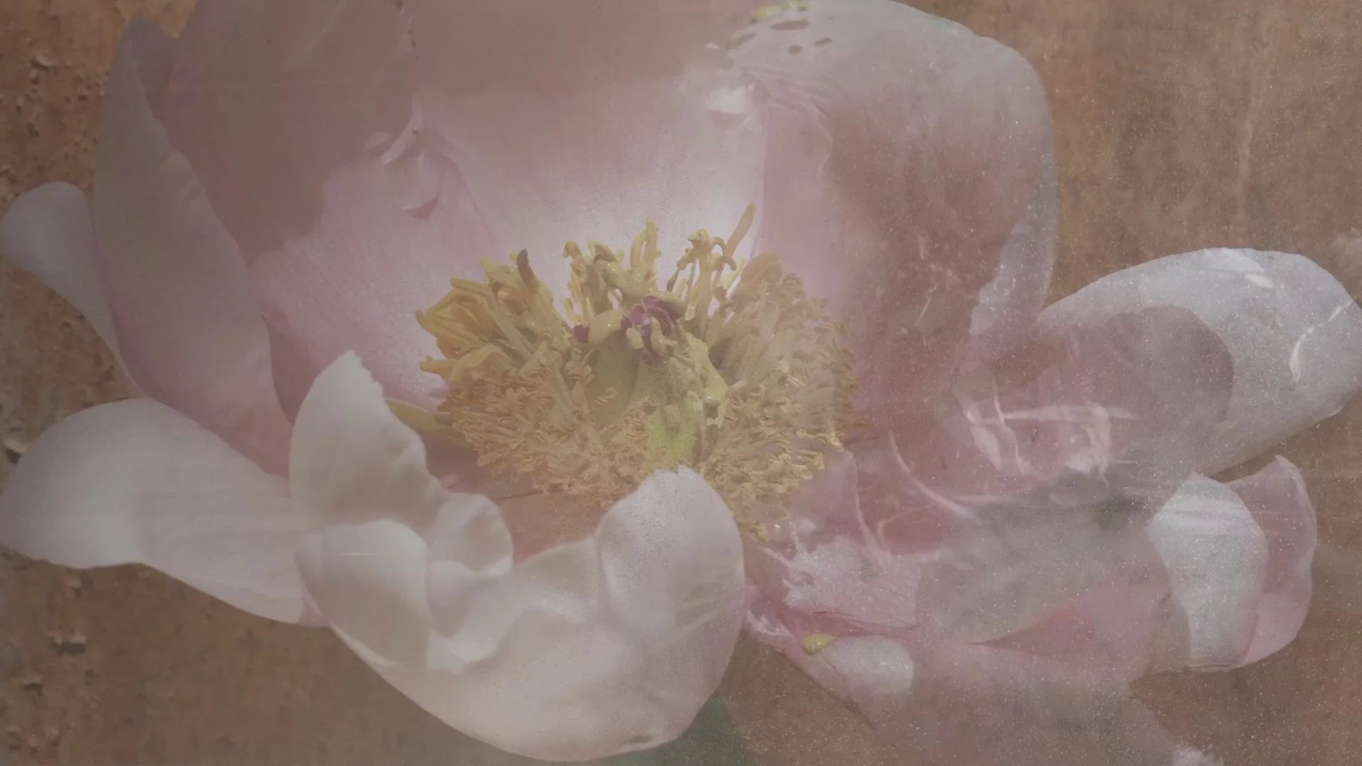 Bringing Nature's Artistry Home